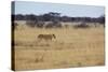 A Lioness, Panthera Leo, Walks Through the Park in Namibia-Alex Saberi-Stretched Canvas