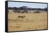 A Lioness, Panthera Leo, Walks Through the Park in Namibia-Alex Saberi-Framed Stretched Canvas