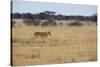 A Lioness, Panthera Leo, Walks Through the Park in Namibia-Alex Saberi-Stretched Canvas