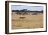 A Lioness, Panthera Leo, Walks Through the Park in Namibia-Alex Saberi-Framed Photographic Print