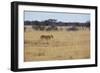 A Lioness, Panthera Leo, Walks Through the Park in Namibia-Alex Saberi-Framed Photographic Print