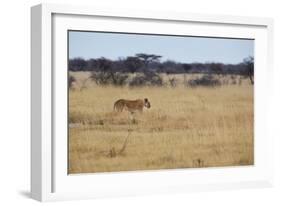 A Lioness, Panthera Leo, Walks Through the Park in Namibia-Alex Saberi-Framed Photographic Print