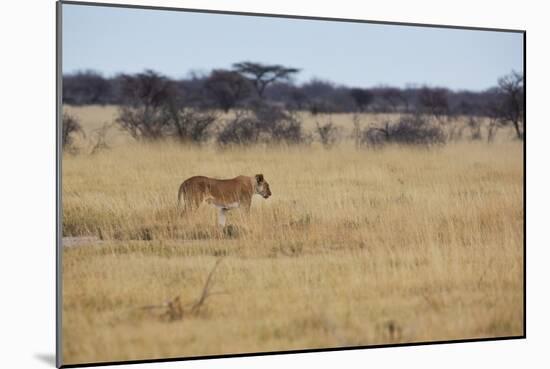 A Lioness, Panthera Leo, Walks Through the Park in Namibia-Alex Saberi-Mounted Photographic Print