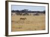 A Lioness, Panthera Leo, Walks Through the Park in Namibia-Alex Saberi-Framed Photographic Print