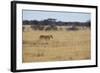 A Lioness, Panthera Leo, Walks Through the Park in Namibia-Alex Saberi-Framed Photographic Print