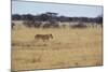 A Lioness, Panthera Leo, Walks Through the Park in Namibia-Alex Saberi-Mounted Photographic Print