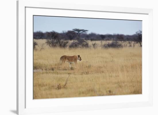 A Lioness, Panthera Leo, Walks Through the Park in Namibia-Alex Saberi-Framed Photographic Print