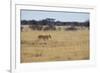 A Lioness, Panthera Leo, Walks Through the Park in Namibia-Alex Saberi-Framed Photographic Print