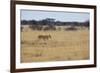 A Lioness, Panthera Leo, Walks Through the Park in Namibia-Alex Saberi-Framed Photographic Print