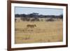 A Lioness, Panthera Leo, Walks Through the Park in Namibia-Alex Saberi-Framed Photographic Print