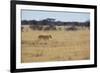 A Lioness, Panthera Leo, Walks Through the Park in Namibia-Alex Saberi-Framed Photographic Print