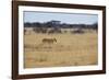 A Lioness, Panthera Leo, Walks Through the Park in Namibia-Alex Saberi-Framed Photographic Print