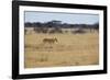 A Lioness, Panthera Leo, Walks Through the Park in Namibia-Alex Saberi-Framed Photographic Print