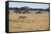 A Lioness, Panthera Leo, Walks Through the Park in Namibia-Alex Saberi-Framed Stretched Canvas