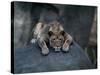 A Lioness Warms Herself on a Rock at the Lincoln Park Zoo-null-Stretched Canvas