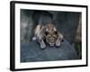 A Lioness Warms Herself on a Rock at the Lincoln Park Zoo-null-Framed Photographic Print