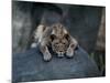 A Lioness Warms Herself on a Rock at the Lincoln Park Zoo-null-Mounted Photographic Print