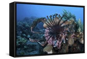 A Lionfish Displays its Venomous Spines-Stocktrek Images-Framed Stretched Canvas