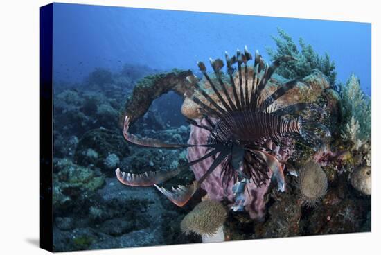 A Lionfish Displays its Venomous Spines-Stocktrek Images-Stretched Canvas