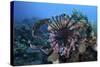 A Lionfish Displays its Venomous Spines-Stocktrek Images-Stretched Canvas