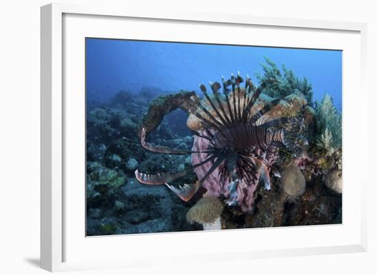 A Lionfish Displays its Venomous Spines-Stocktrek Images-Framed Photographic Print