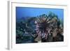 A Lionfish Displays its Venomous Spines-Stocktrek Images-Framed Photographic Print