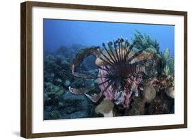 A Lionfish Displays its Venomous Spines-Stocktrek Images-Framed Photographic Print