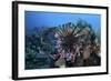 A Lionfish Displays its Venomous Spines-Stocktrek Images-Framed Photographic Print