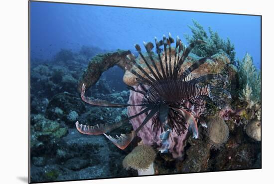 A Lionfish Displays its Venomous Spines-Stocktrek Images-Mounted Photographic Print