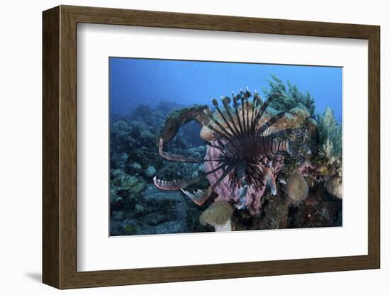 A Lionfish Displays its Venomous Spines-Stocktrek Images-Framed Photographic Print
