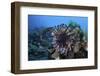 A Lionfish Displays its Venomous Spines-Stocktrek Images-Framed Photographic Print