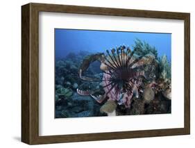 A Lionfish Displays its Venomous Spines-Stocktrek Images-Framed Photographic Print