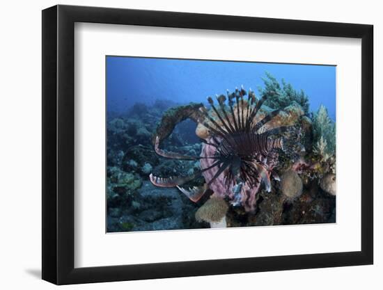 A Lionfish Displays its Venomous Spines-Stocktrek Images-Framed Photographic Print