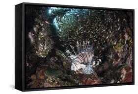 A Lionfish Hunts for Prey on a Colorful Coral Reef-Stocktrek Images-Framed Stretched Canvas