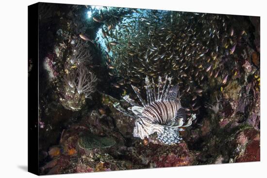 A Lionfish Hunts for Prey on a Colorful Coral Reef-Stocktrek Images-Stretched Canvas
