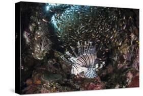 A Lionfish Hunts for Prey on a Colorful Coral Reef-Stocktrek Images-Stretched Canvas