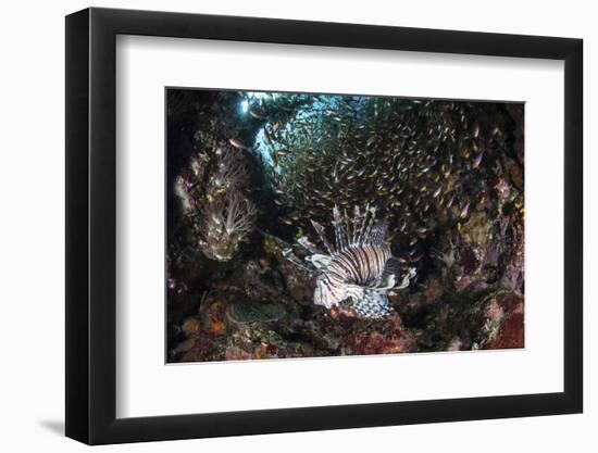 A Lionfish Hunts for Prey on a Colorful Coral Reef-Stocktrek Images-Framed Premium Photographic Print