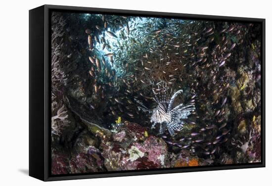 A Lionfish Hunts for Prey on a Colorful Coral Reef-Stocktrek Images-Framed Stretched Canvas