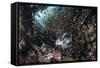 A Lionfish Hunts for Prey on a Colorful Coral Reef-Stocktrek Images-Framed Stretched Canvas