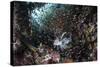 A Lionfish Hunts for Prey on a Colorful Coral Reef-Stocktrek Images-Stretched Canvas