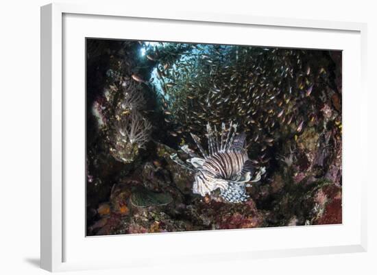 A Lionfish Hunts for Prey on a Colorful Coral Reef-Stocktrek Images-Framed Photographic Print