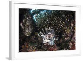 A Lionfish Hunts for Prey on a Colorful Coral Reef-Stocktrek Images-Framed Photographic Print