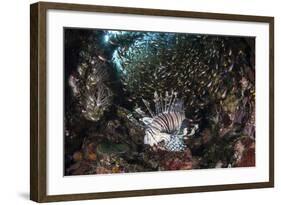 A Lionfish Hunts for Prey on a Colorful Coral Reef-Stocktrek Images-Framed Photographic Print