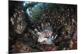 A Lionfish Hunts for Prey on a Colorful Coral Reef-Stocktrek Images-Mounted Photographic Print