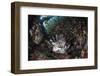 A Lionfish Hunts for Prey on a Colorful Coral Reef-Stocktrek Images-Framed Photographic Print