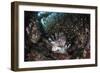 A Lionfish Hunts for Prey on a Colorful Coral Reef-Stocktrek Images-Framed Photographic Print