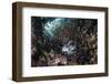 A Lionfish Hunts for Prey on a Colorful Coral Reef-Stocktrek Images-Framed Photographic Print