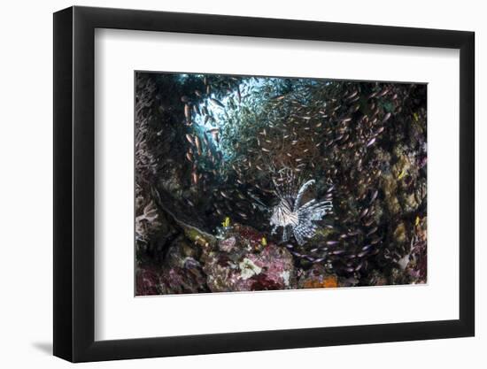 A Lionfish Hunts for Prey on a Colorful Coral Reef-Stocktrek Images-Framed Photographic Print