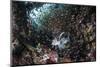 A Lionfish Hunts for Prey on a Colorful Coral Reef-Stocktrek Images-Mounted Photographic Print