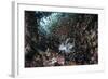 A Lionfish Hunts for Prey on a Colorful Coral Reef-Stocktrek Images-Framed Photographic Print